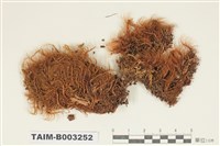 藏品(珠苔科)的圖片